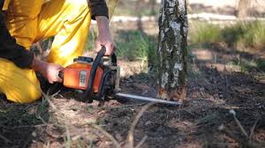 How Our Tree Care Process Works  in  Morris, AL